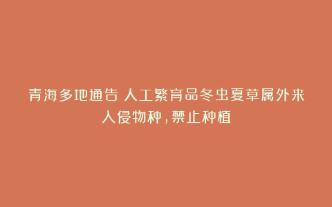 青海多地通告：人工繁育品冬虫夏草属外来入侵物种，禁止种植