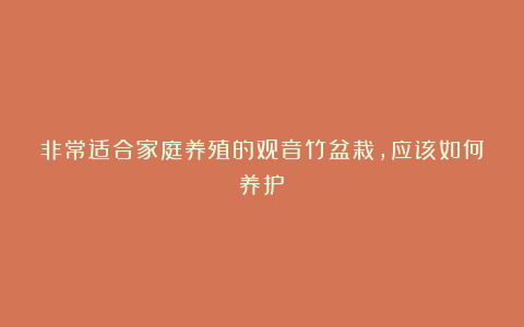 非常适合家庭养殖的观音竹盆栽,应该如何养护?