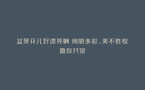 盆景花儿好漂亮啊！绚丽多彩，美不胜收！邀你共赏！