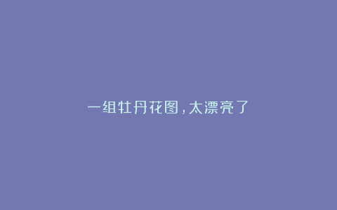 一组牡丹花图，太漂亮了！