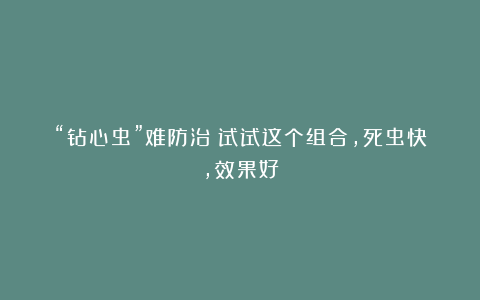 “钻心虫”难防治？试试这个组合，死虫快，效果好