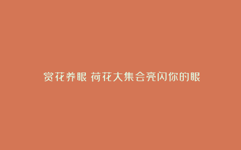 《赏花养眼》荷花大集会亮闪你的眼