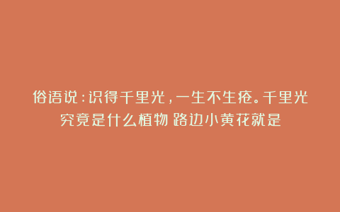 俗语说:识得千里光,一生不生疮。千里光究竟是什么植物?路边小黄花就是