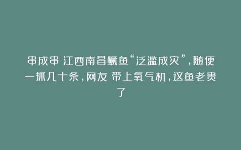 串成串?江西南昌鳜鱼“泛滥成灾”,随便一抓几十条,网友:带上氧气机,这鱼老贵了