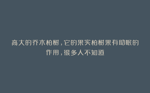 高大的乔木柏树,它的果实柏树果有助眠的作用,很多人不知道