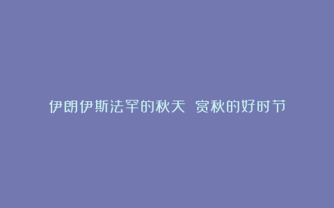 伊朗伊斯法罕的秋天 赏秋的好时节