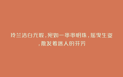 玲兰洁白无瑕，宛如一串串明珠，摇曳生姿，散发着迷人的芬芳
