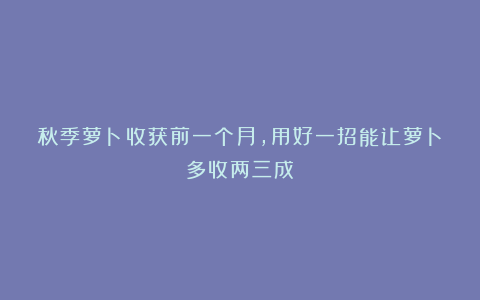 秋季萝卜收获前一个月，用好一招能让萝卜多收两三成！