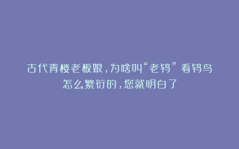 古代青楼老板娘，为啥叫“老鸨”？看鸨鸟怎么繁衍的，您就明白了