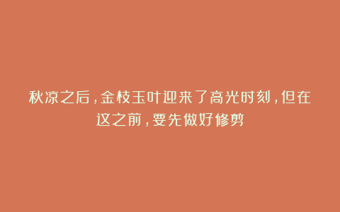 秋凉之后,金枝玉叶迎来了高光时刻,但在这之前,要先做好修剪