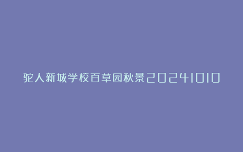 驼人新城学校百草园秋景20241010