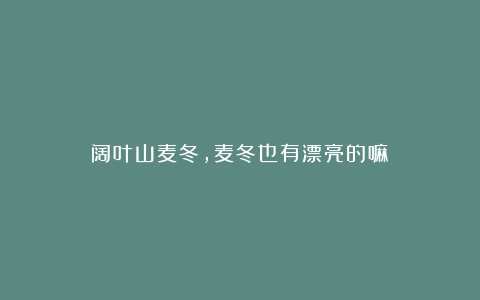 阔叶山麦冬,麦冬也有漂亮的嘛