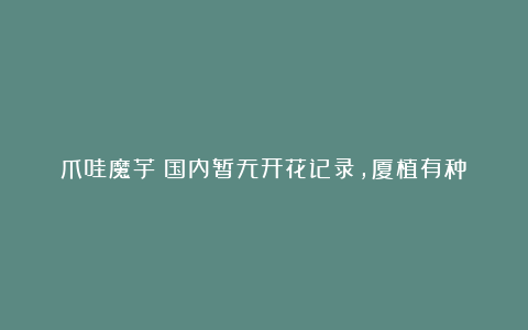 爪哇魔芋:国内暂无开花记录,厦植有种!