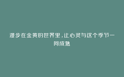漫步在金黄的世界里,让心灵与这个季节一同成熟