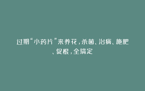 过期“小药片”来养花,杀菌、治病、施肥、促根,全搞定!