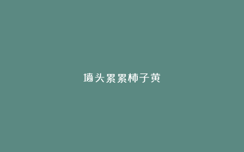 墙头累累柿子黄