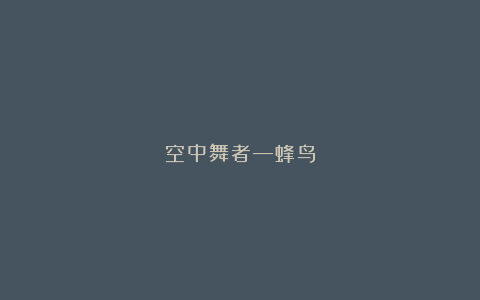 空中舞者—蜂鸟