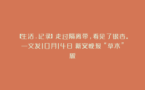 【生活.记录】走过隔离带,看见了银杏。—文发10月14日《新安晚报》“草木”版