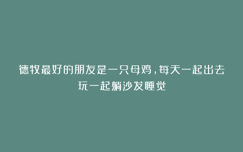 德牧最好的朋友是一只母鸡,每天一起出去玩一起躺沙发睡觉