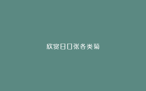 欣赏80张各类菊