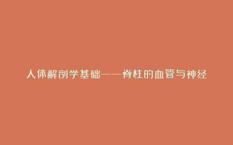 人体解剖学基础——脊柱的血管与神经