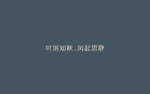 叶落知秋,风起思静
