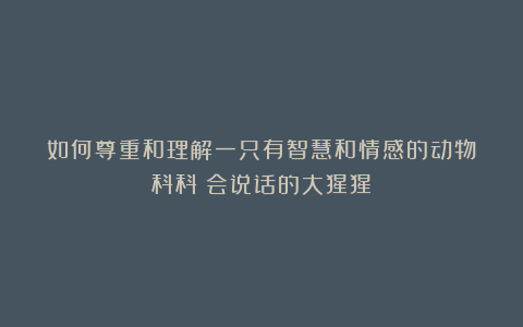 如何尊重和理解一只有智慧和情感的动物｜科科：会说话的大猩猩