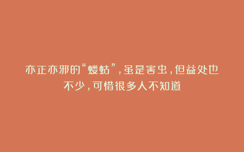 亦正亦邪的“蝼蛄”,虽是害虫,但益处也不少,可惜很多人不知道