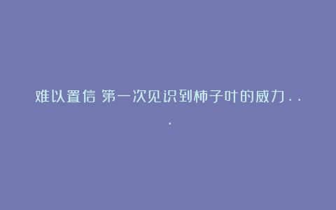 难以置信!第一次见识到柿子叶的威力…