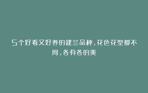 5个好看又好养的建兰品种，花色花型都不同，各有各的美