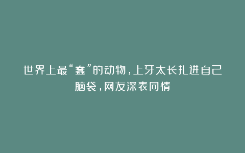 世界上最“蠢”的动物,上牙太长扎进自己脑袋,网友深表同情