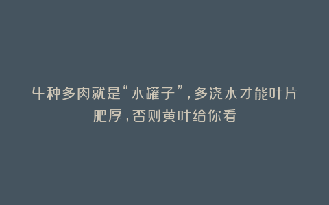 4种多肉就是“水罐子”,多浇水才能叶片肥厚,否则黄叶给你看