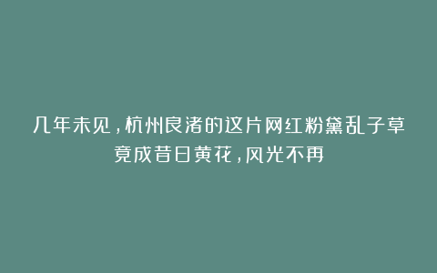 几年未见,杭州良渚的这片网红粉黛乱子草竟成昔日黄花,风光不再