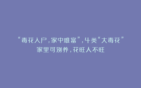 “毒花入户,家中难富”,4类“大毒花”家里可别养,花旺人不旺