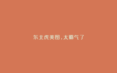 东北虎美图,太霸气了