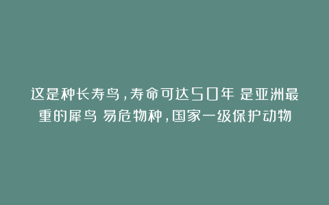 这是种长寿鸟，寿命可达50年；是亚洲最重的犀鸟；易危物种，国家一级保护动物