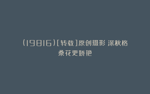 (19816)[转载]原创摄影：深秋格桑花更娇艳！