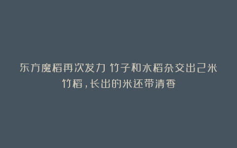 东方魔稻再次发力!竹子和水稻杂交出2米竹稻,长出的米还带清香