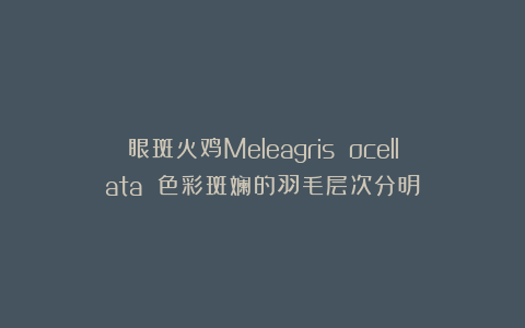 眼斑火鸡Meleagris ocellata 色彩斑斓的羽毛层次分明