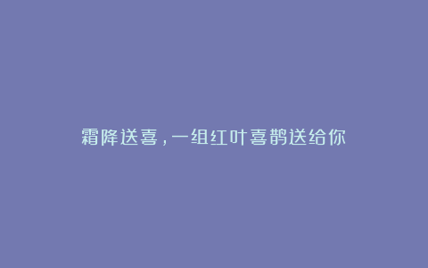 霜降送喜,一组红叶喜鹊送给你!