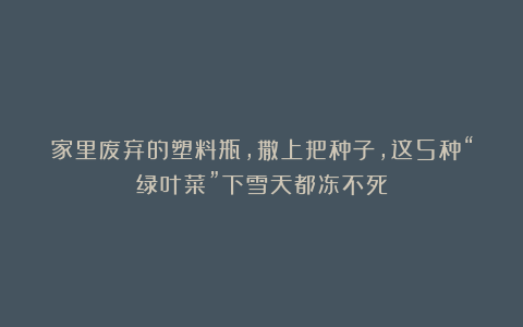 家里废弃的塑料瓶,撒上把种子,这5种“绿叶菜”下雪天都冻不死