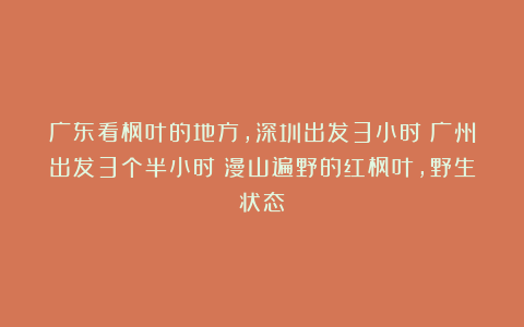 广东看枫叶的地方,深圳出发3小时!广州出发3个半小时!漫山遍野的红枫叶,野生状态