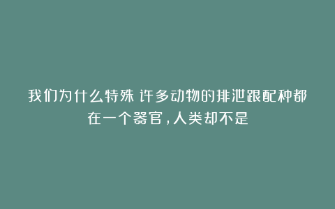 我们为什么特殊?许多动物的排泄跟配种都在一个器官,人类却不是