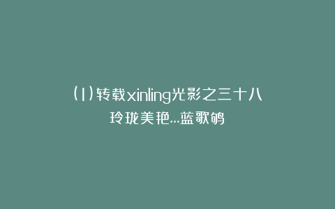 (1)转载xinling光影之三十八《玲珑美艳…蓝歌鸲》
