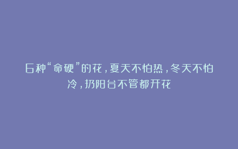 6种“命硬”的花,夏天不怕热,冬天不怕冷,扔阳台不管都开花