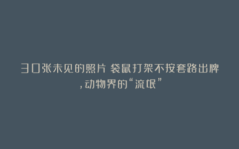 30张未见的照片:袋鼠打架不按套路出牌,动物界的“流氓”
