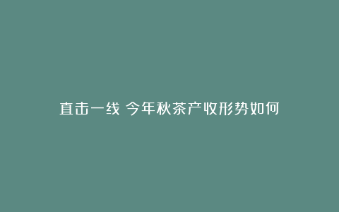 直击一线!今年秋茶产收形势如何?