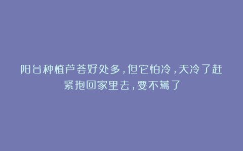 阳台种植芦荟好处多,但它怕冷,天冷了赶紧抱回家里去,要不蔫了
