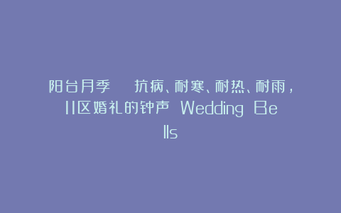 阳台月季 | 抗病、耐寒、耐热、耐雨，11区婚礼的钟声 Wedding Bells
