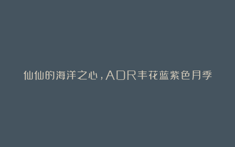 仙仙的海洋之心,ADR丰花蓝紫色月季